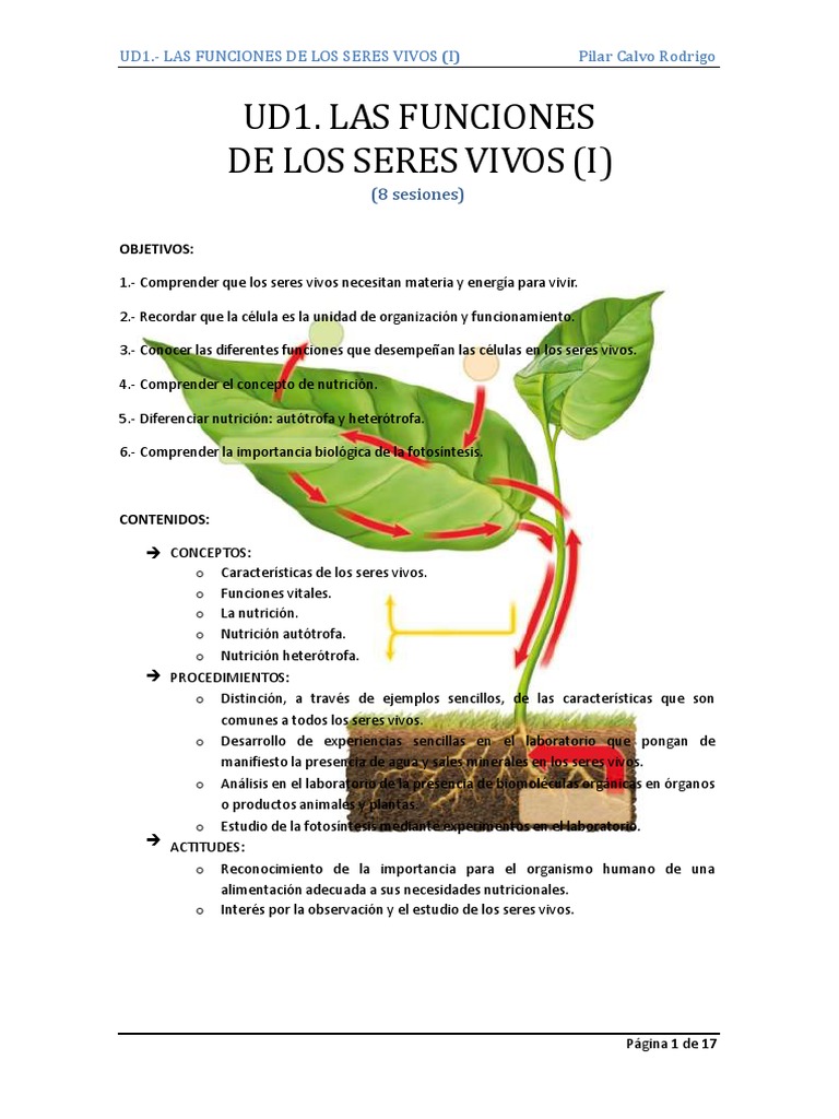 Organismos Autotrofos y Heterotrofos | PDF | Plantas | Organismos