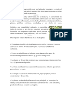 Morfología y partes de la piña | PDF