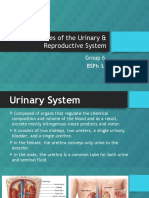 Diseases of The Urinary & Reproductive System