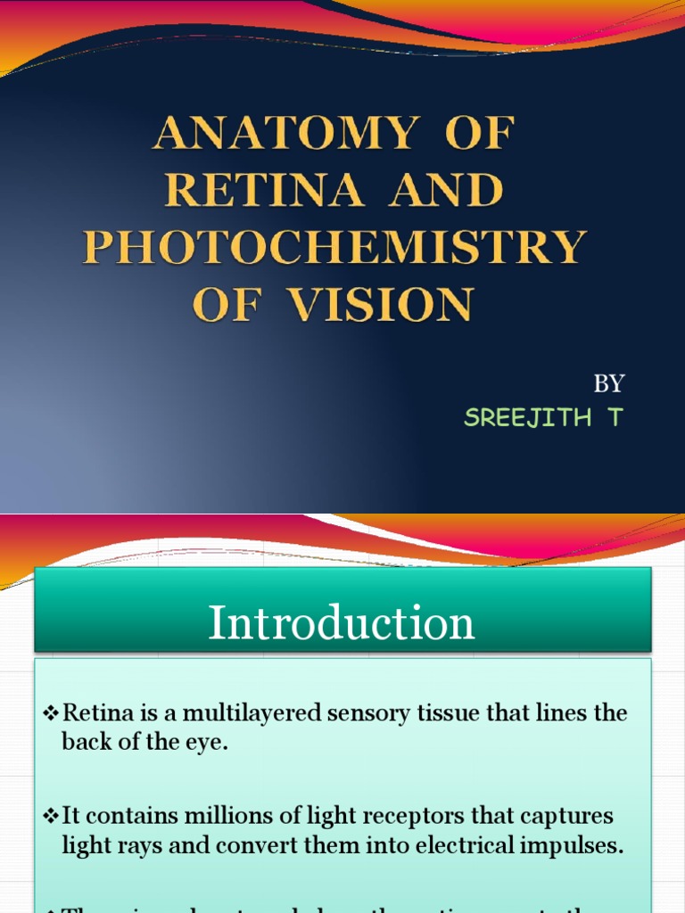 Anatomy and Function of the Retina | PDF | Retina | Visual System