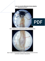 Anatomía Interna de Cucaracha - NBR