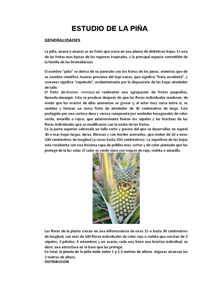 Estudio sobre la Piña: Características y Variedades | PDF | Piña | Fruta