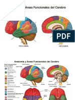 anatomia