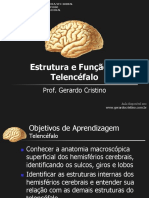 Anatomia funcional do telencéfalo em