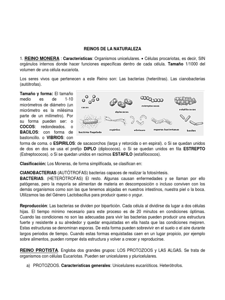 Reinos de La Naturaleza | PDF | Plantas | Hongo