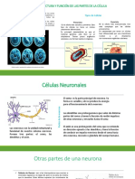 CÉLULAS NEURONALES - Cmap