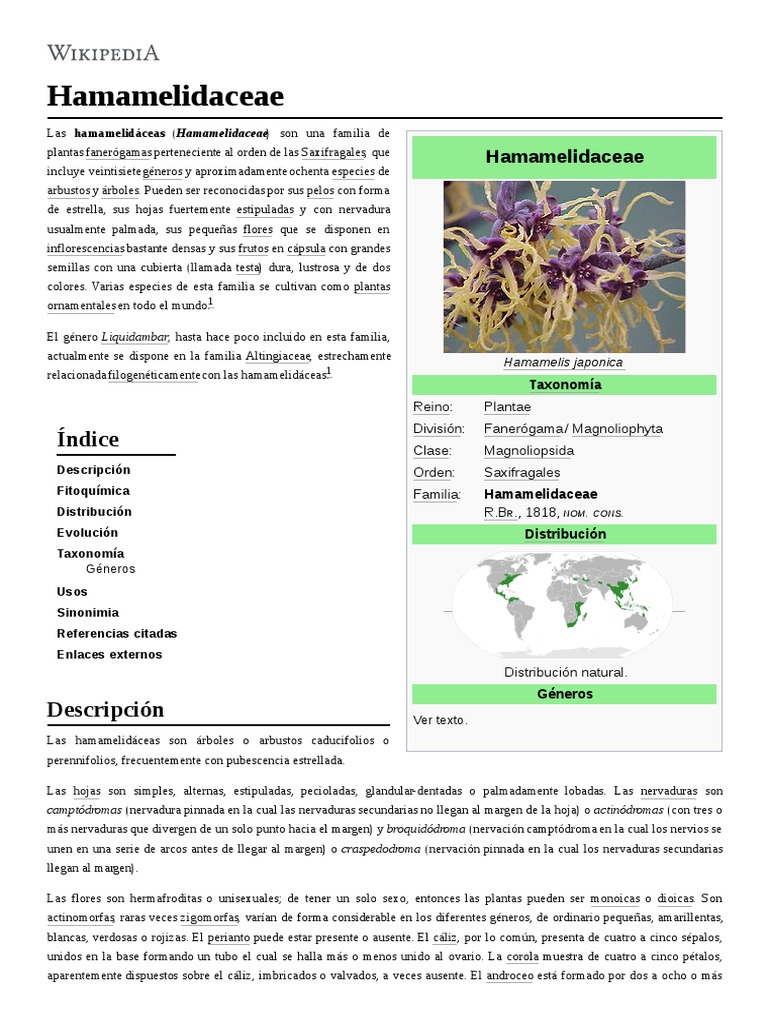 Hamamelis japonica - Wikispecies