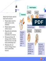 Pijat Payudara Untuk Ibu Hamil