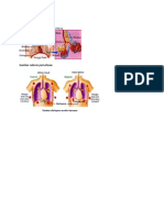 Gambar saluran pernafasan.docx