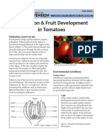 Pollination & Fruit Development in Tomatoes