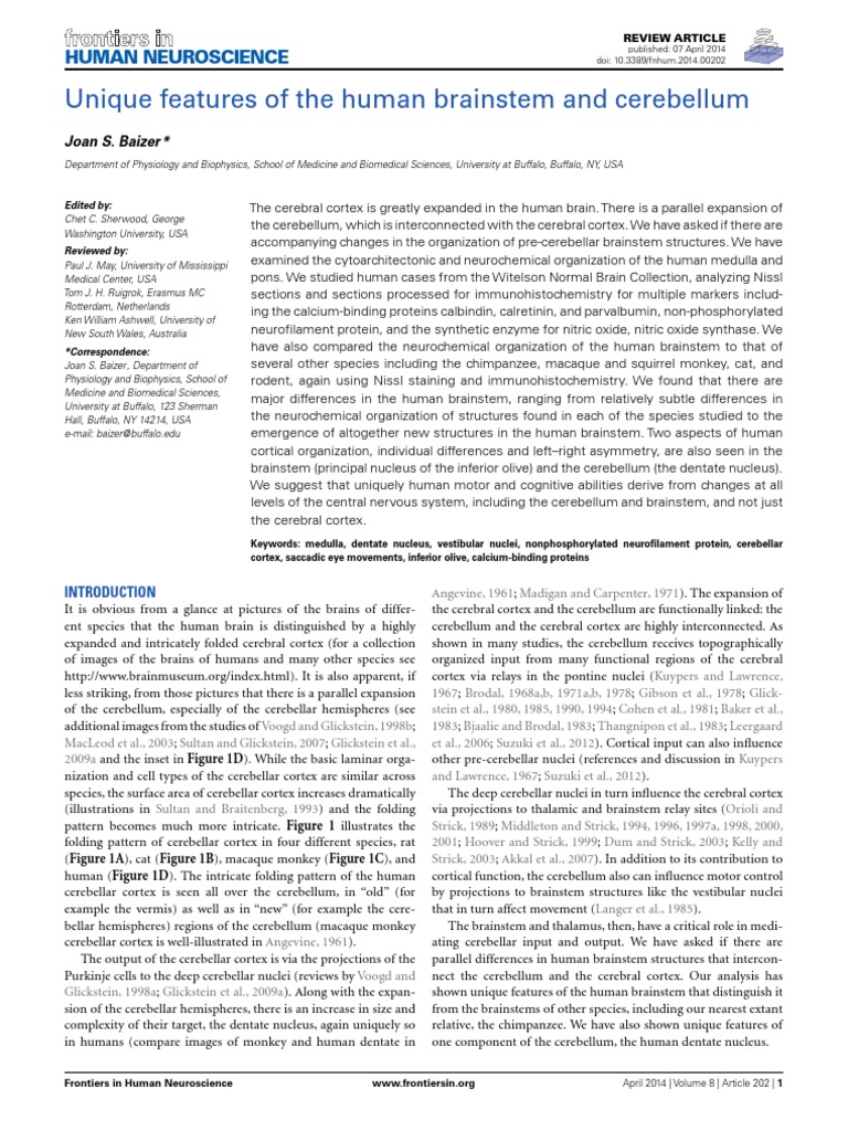 Unique Features of The Human Brainstem and Cerebellum | PDF ...