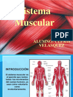 Diapositivas - Sistema Muscular - Cleris 2019