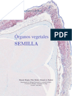 organos vegetales.semilla