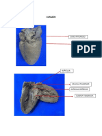 Anatomia 3