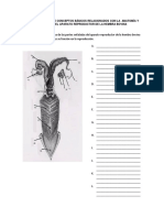 8.11. Guia 7. Cuestionario Anatomia y Fisiologia Bovina