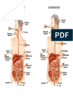 El Sistema Digestivo