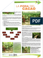 Poda de Cacao