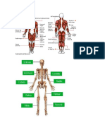 anatomia-sistema oseo y muscular.docx