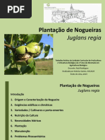 Plantação Nogueiras