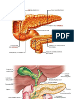 Dibujos para Imprimir Anatomia