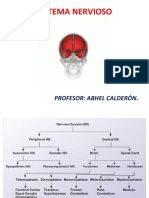  Tejido Nervioso