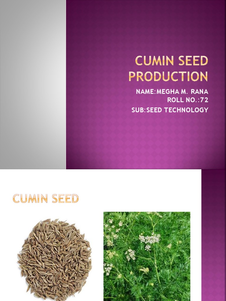 Cumin Cultivation and Processing Guide | PDF | Cumin | Plants
