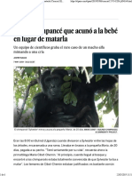 El Jefe Chimpance Que Acuno Al Bebe