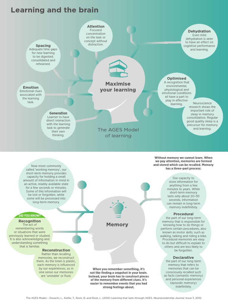 Understanding Neuroplasticity and Memory | PDF | Neuron | Memory