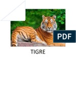 Tigre