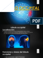 Lóbulo Occipital