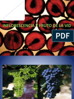 Morfologia y Anatomia de La Flor y Fruto de La Vid