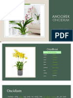 Anggrek Oncidium