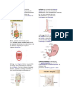 Aparato digestivo: órganos y funciones