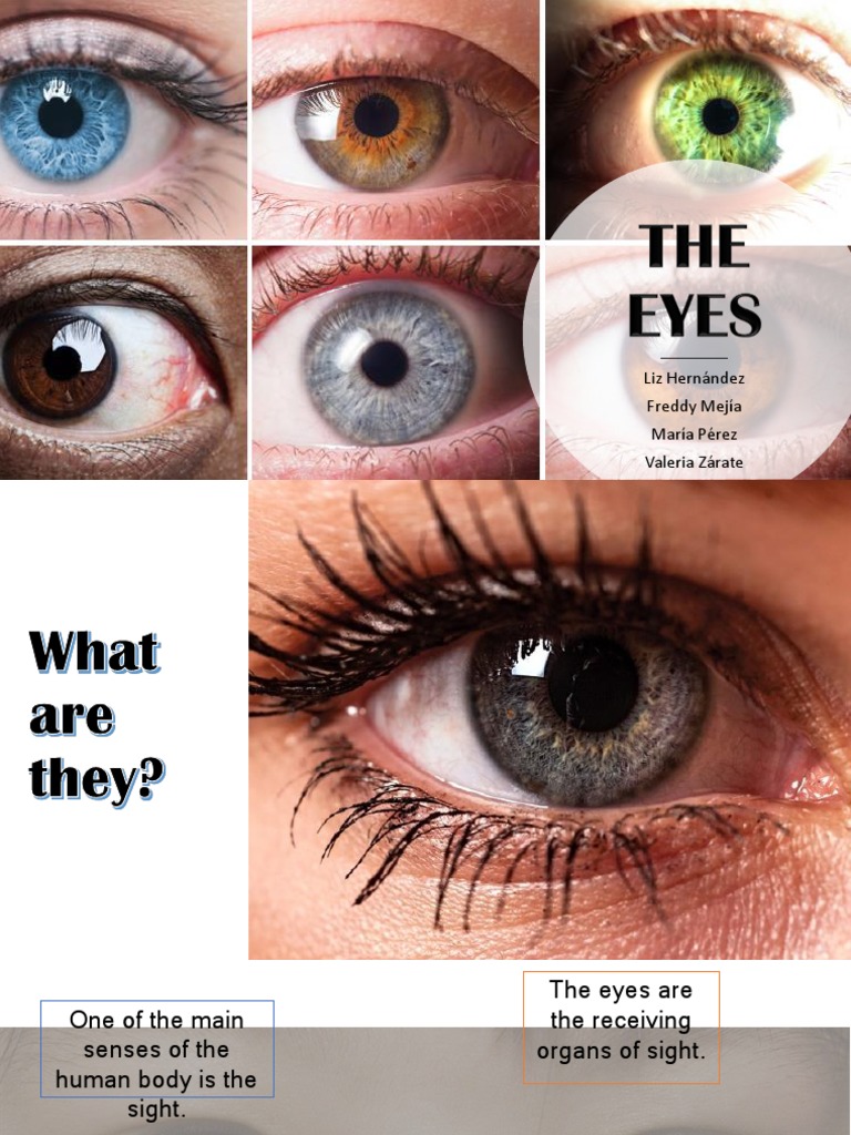 The Eye Pdf Download | Anatomy of the Eye – TLWK