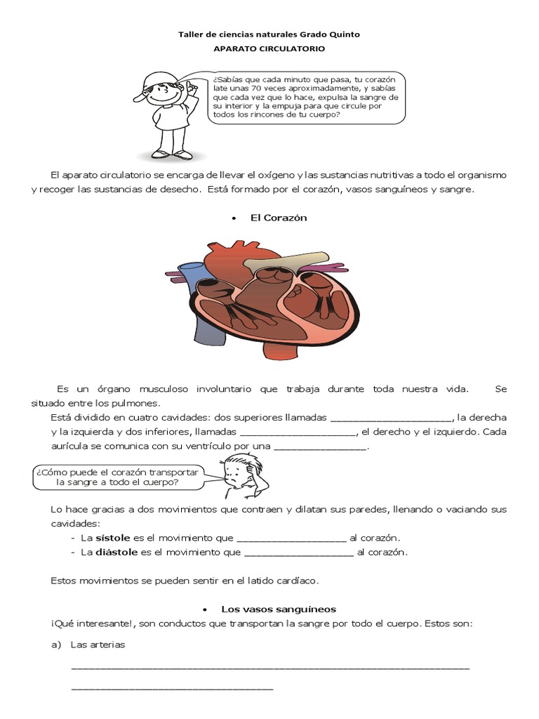 Actividades del Sistema Circulatorio para Primaria | PDF | Corazón ...