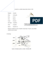 Anopheles SP