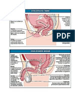 Siste Reprodutor Imagem e Legenda .docx