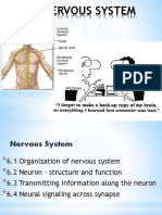 Nervous System PDF