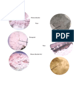 Benda Ergastik Di Mikroskop Pada Beberapa Tumbuhan