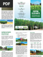 Capim Elefante Biomassa Energia