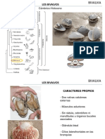 Los bivalvos: anatomía, ecología y sistemática