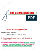 Gel Electrophoresis PDF