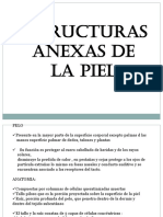 Estructuras Anexas de La Piel