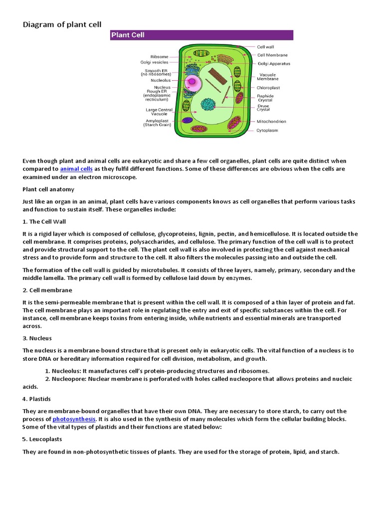 Diagram of Plant Cell | PDF | Cell Nucleus | Cell (Biology)