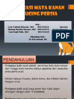 Enukleasi Mata Kanan Kucing Persia