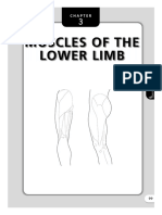Muscles of The Lower Limb