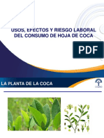 Charla de Hoja de Coca - Final