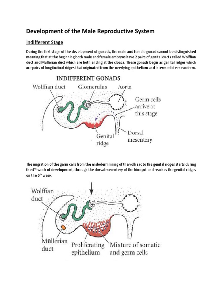 Development of The Male Reproductive System PDF | PDF | Testicle ...