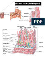Fisiopatología intestinal.pdf