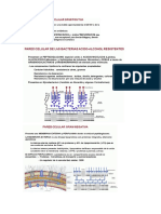 La Pared Celular de Las Bacterias Gram Positivas